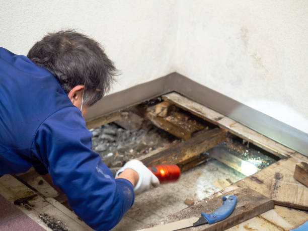 Best Mold Remediation  in Sleepy Hollow, IL