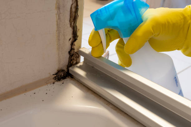 Best Residential Mold Removal  in Sleepy Hollow, IL