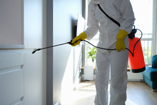 Best Same-Day Mold Removal  in Sleepy Hollow, IL