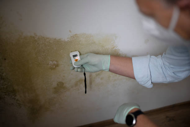 Best Mold Damage Repair  in Sleepy Hollow, IL