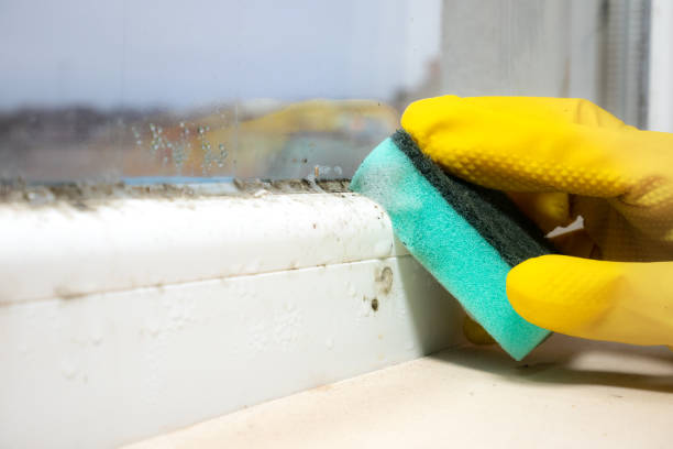 Office Mold Removal Services in Sleepy Hollow, IL