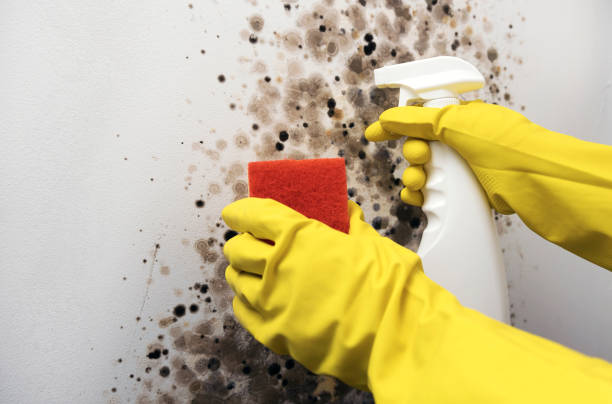 Best Mold Removal Process  in Sleepy Hollow, IL