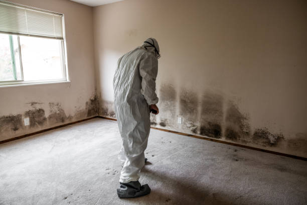 Best Black Mold Removal  in Sleepy Hollow, IL