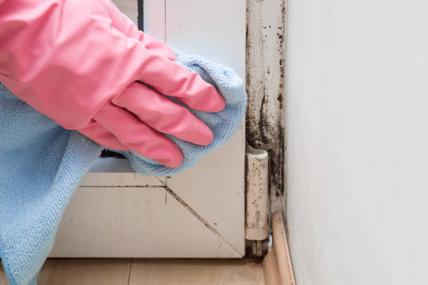 Best Residential Mold Removal  in Sleepy Hollow, IL