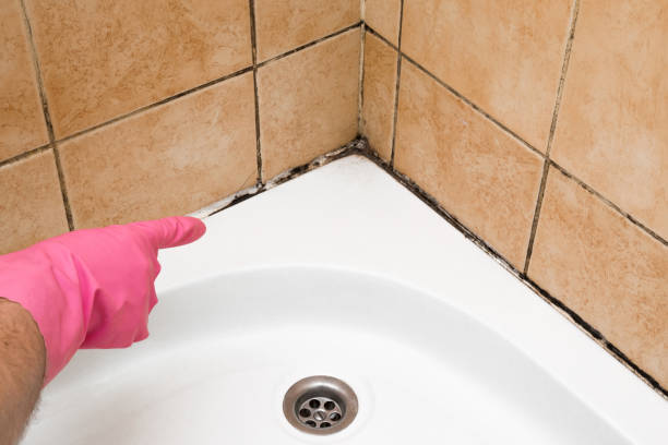 Professional Mold Removal in Sleepy Hollow, IL
