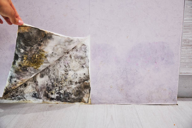 Best Toxic Mold Removal  in Sleepy Hollow, IL